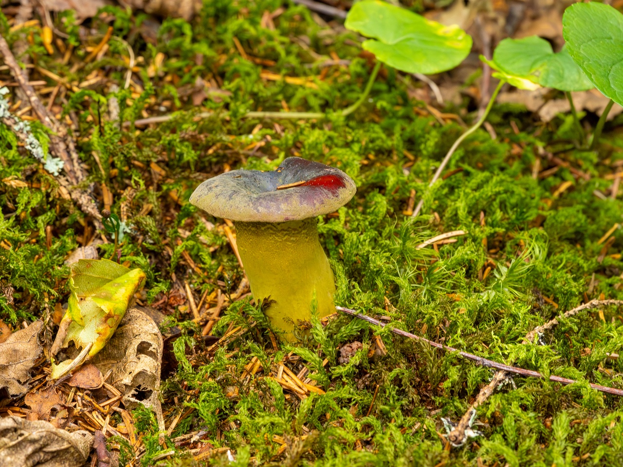 Hypomyces luteovirens _2023-08-13_2-2