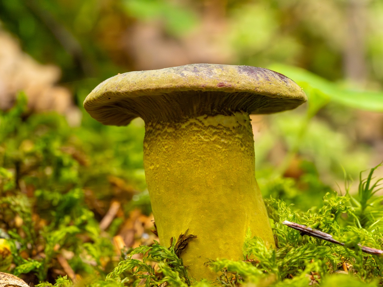 Hypomyces luteovirens _2023-08-13_2-3