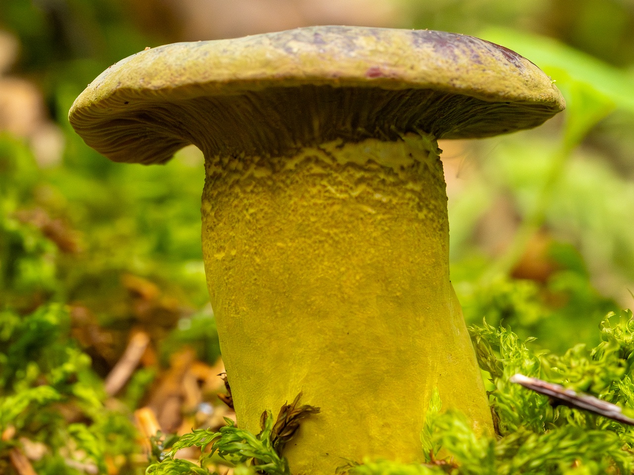 Hypomyces luteovirens _2023-08-13_2-4