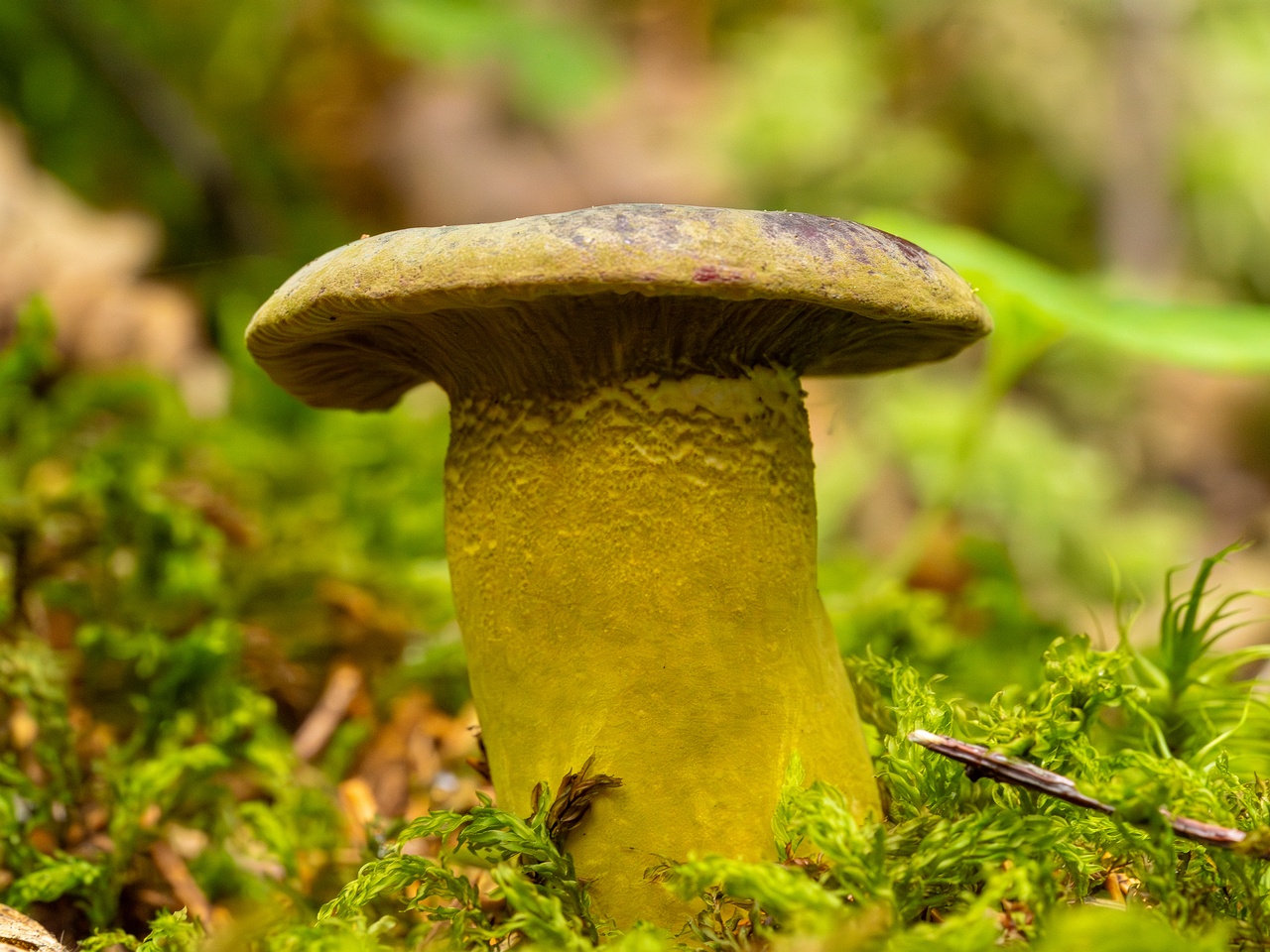 Hypomyces luteovirens _2023-08-13_2-5