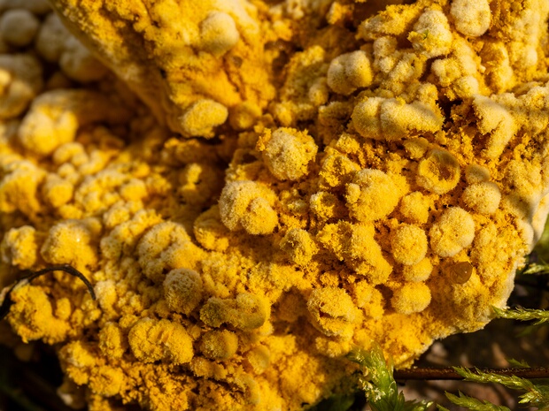 Гипомицес золотистоспоровый - Hypomyces chrysospermus