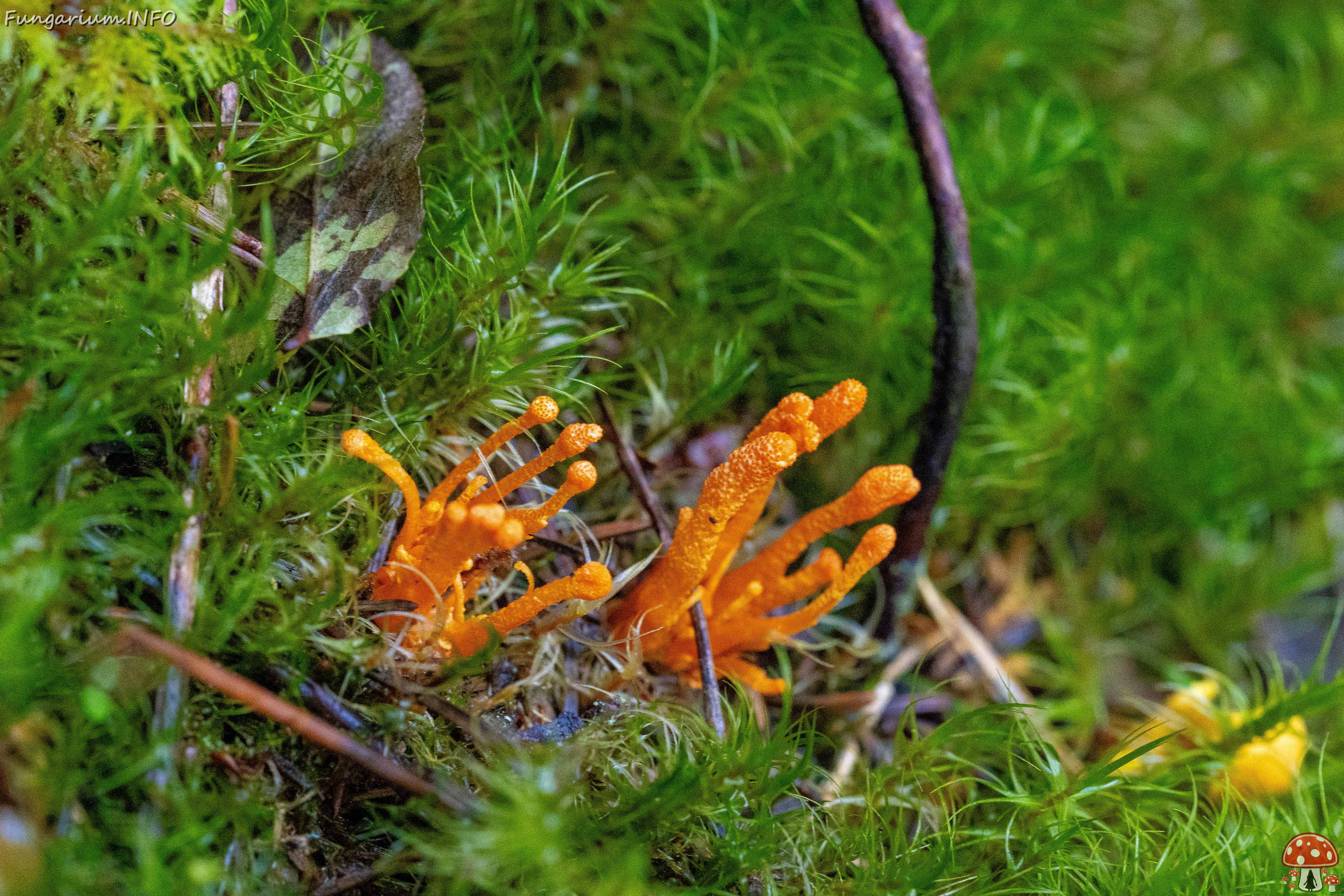 cordyceps-militaris_2023-09-14_1-1 