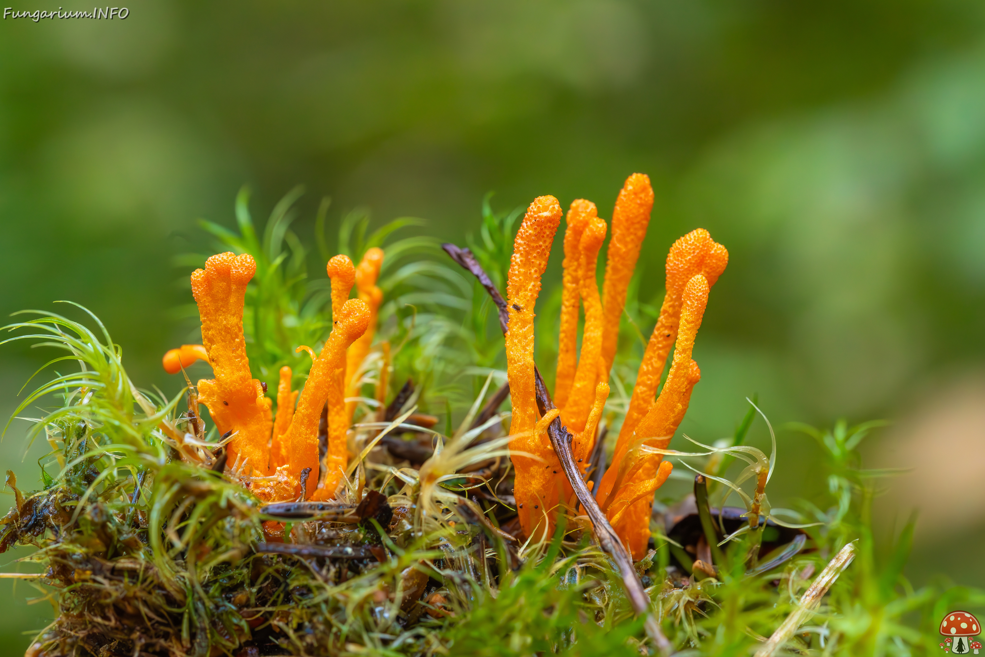 cordyceps-militaris_2023-09-14_1-10 