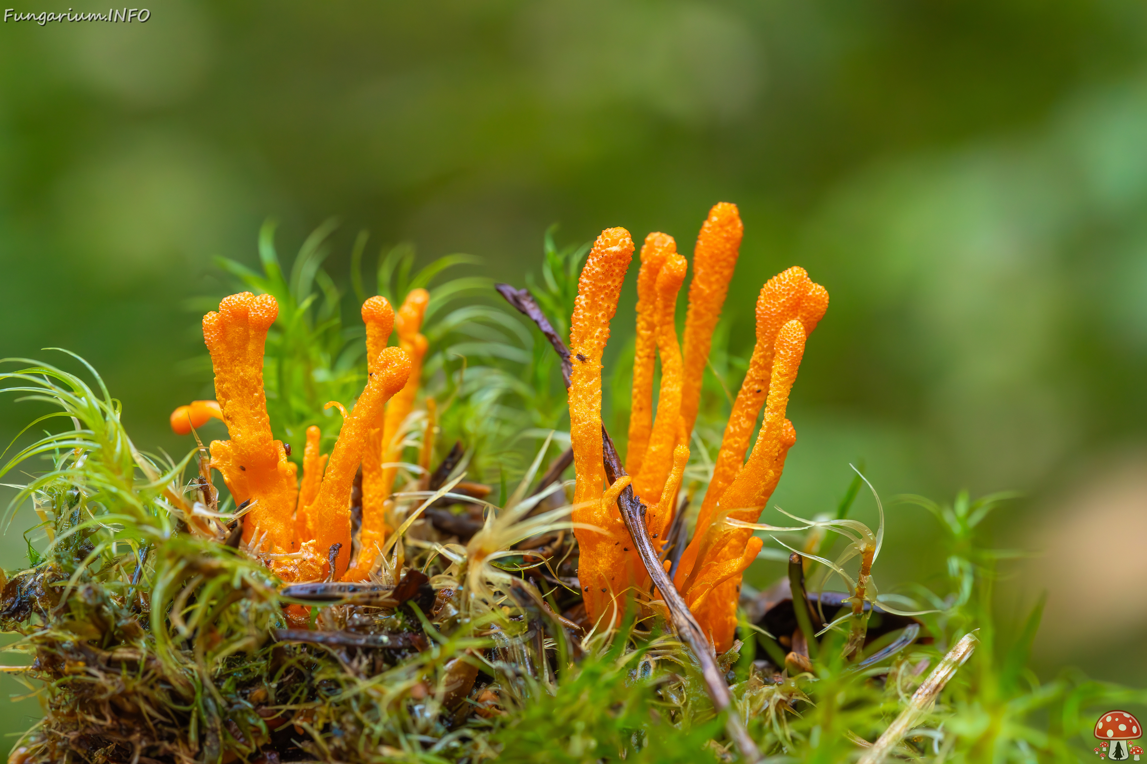 cordyceps-militaris_2023-09-14_1-11 