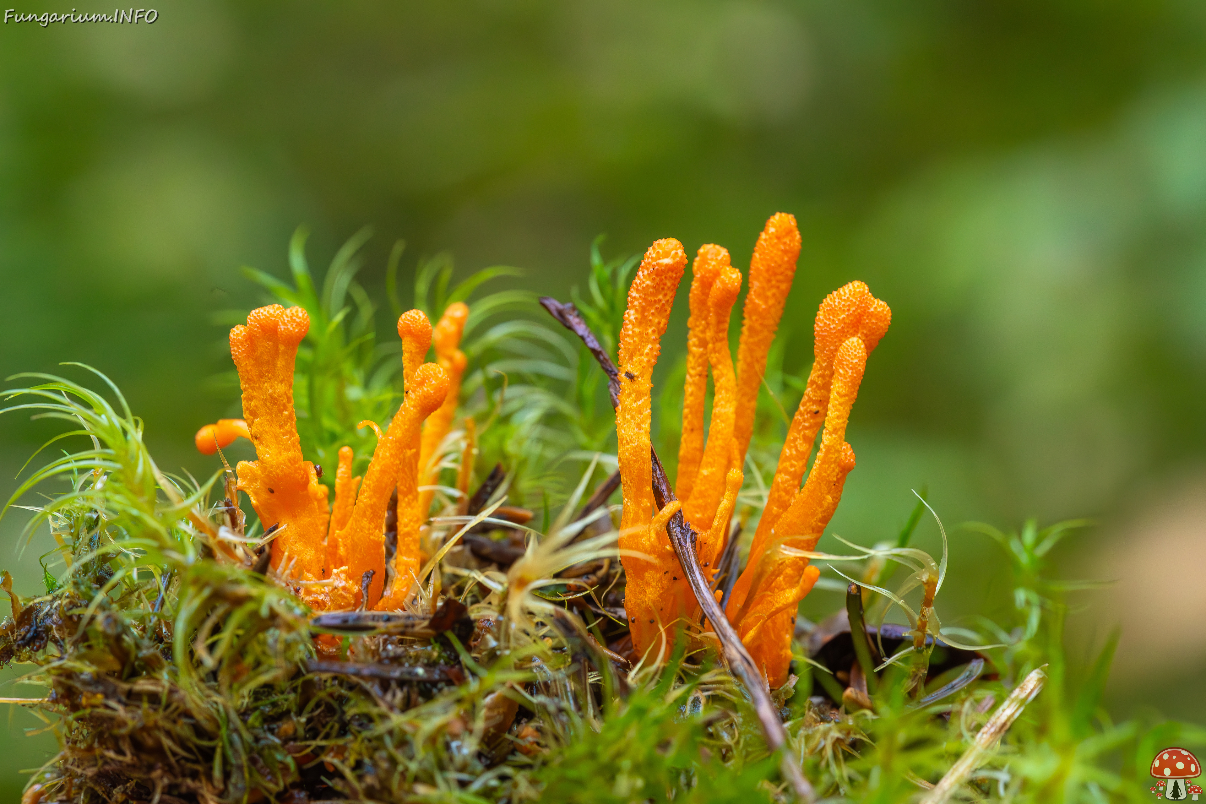 cordyceps-militaris_2023-09-14_1-12 