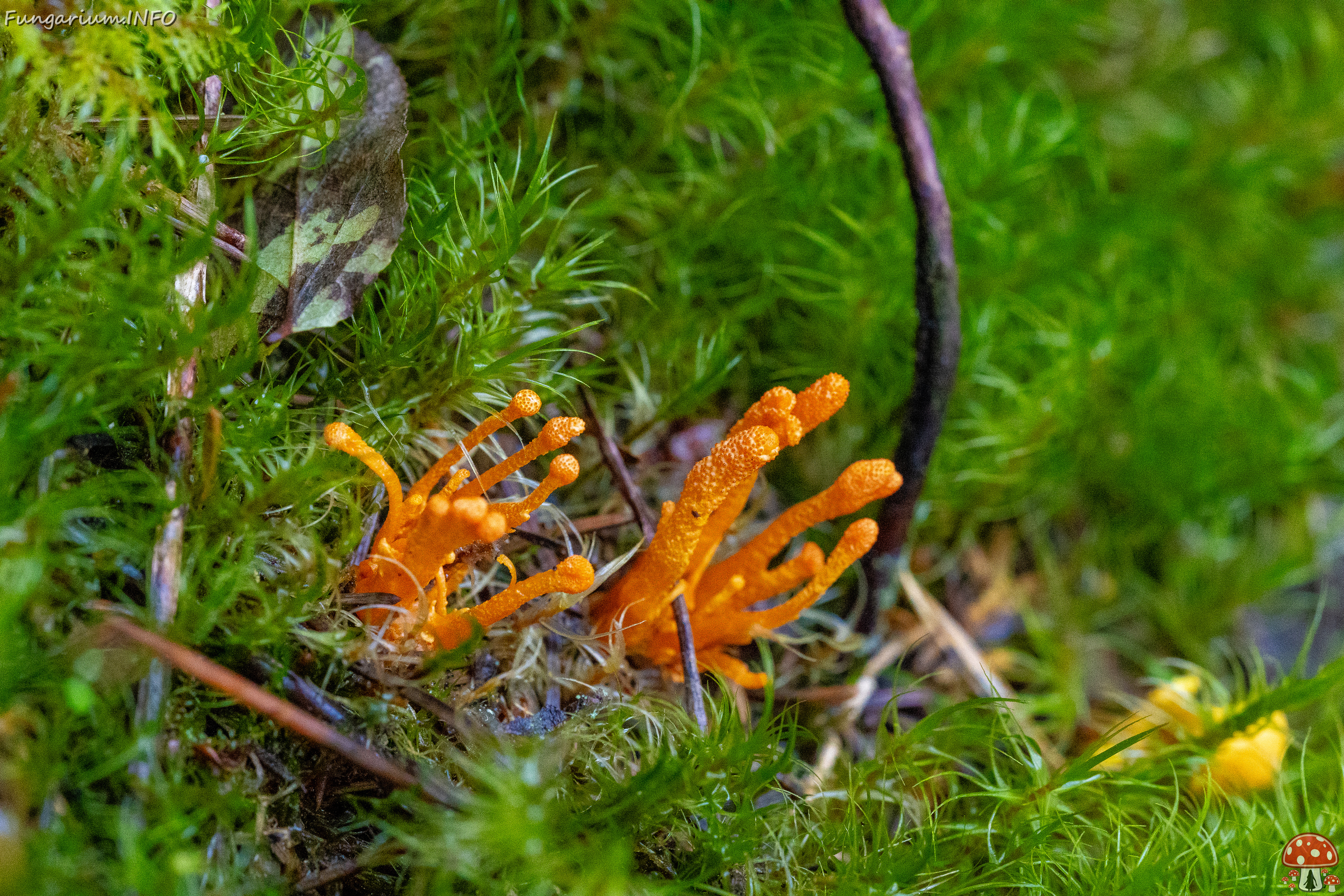 cordyceps-militaris_2023-09-14_1-2 