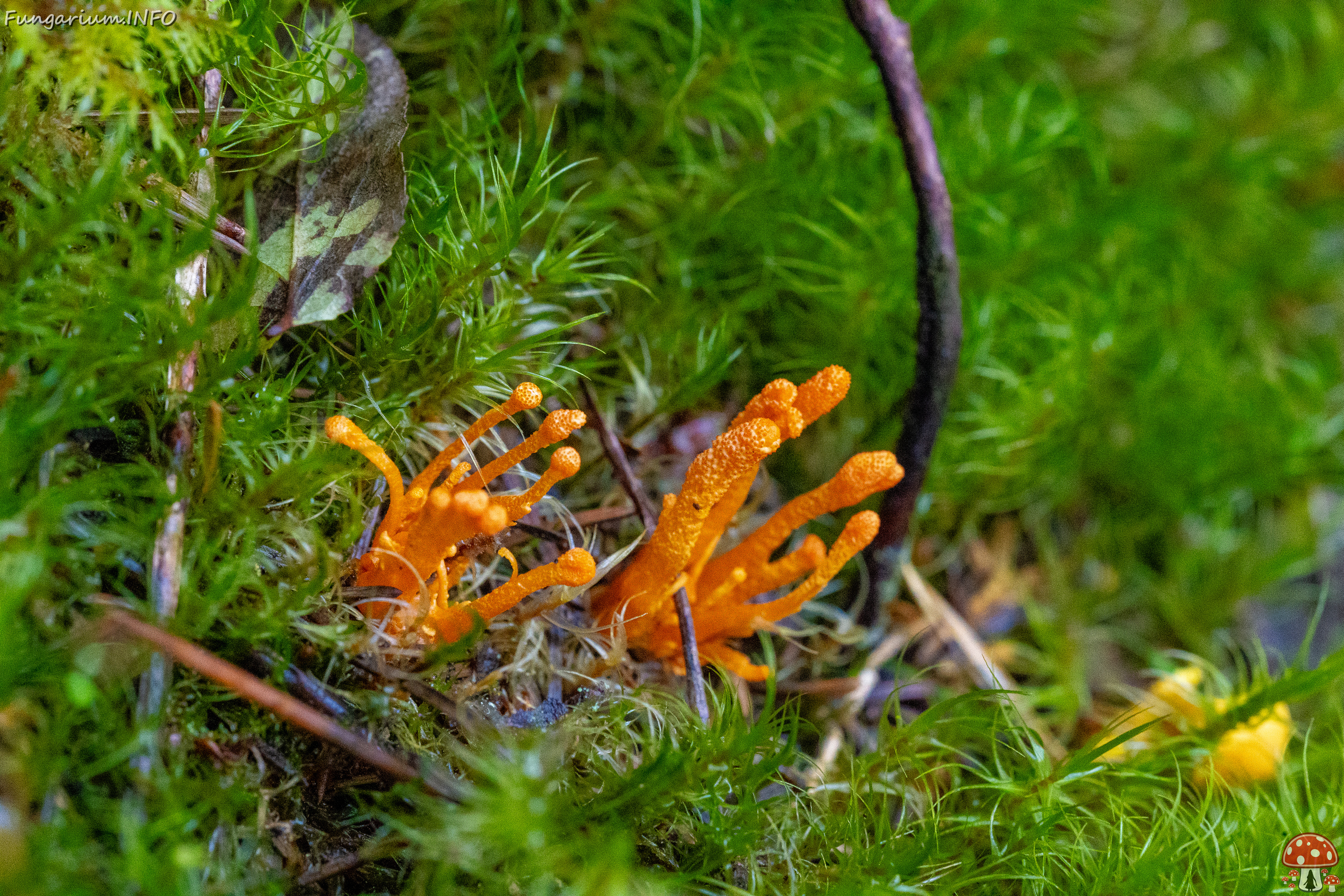 cordyceps-militaris_2023-09-14_1-3 