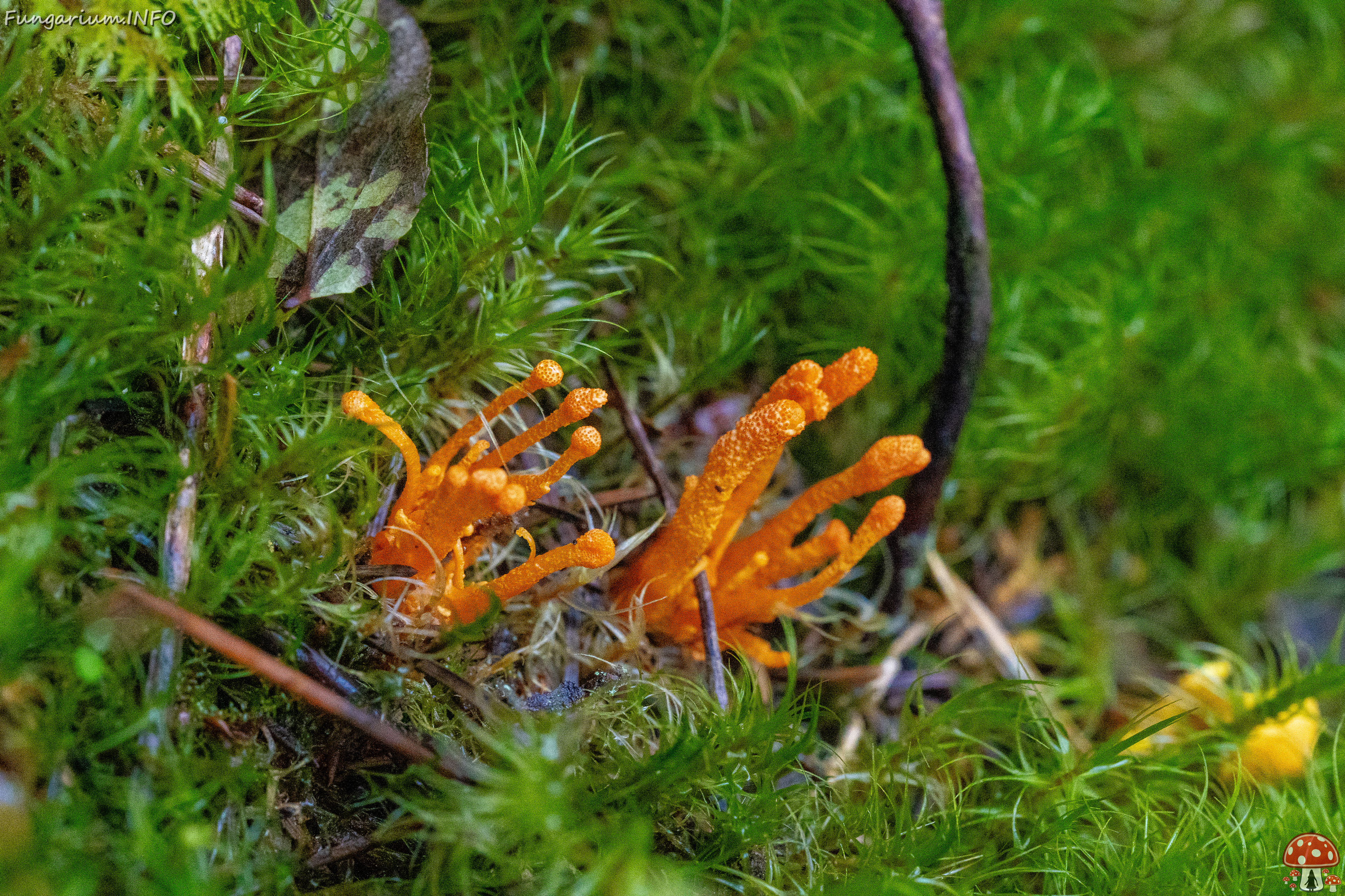 cordyceps-militaris_2023-09-14_1-4 