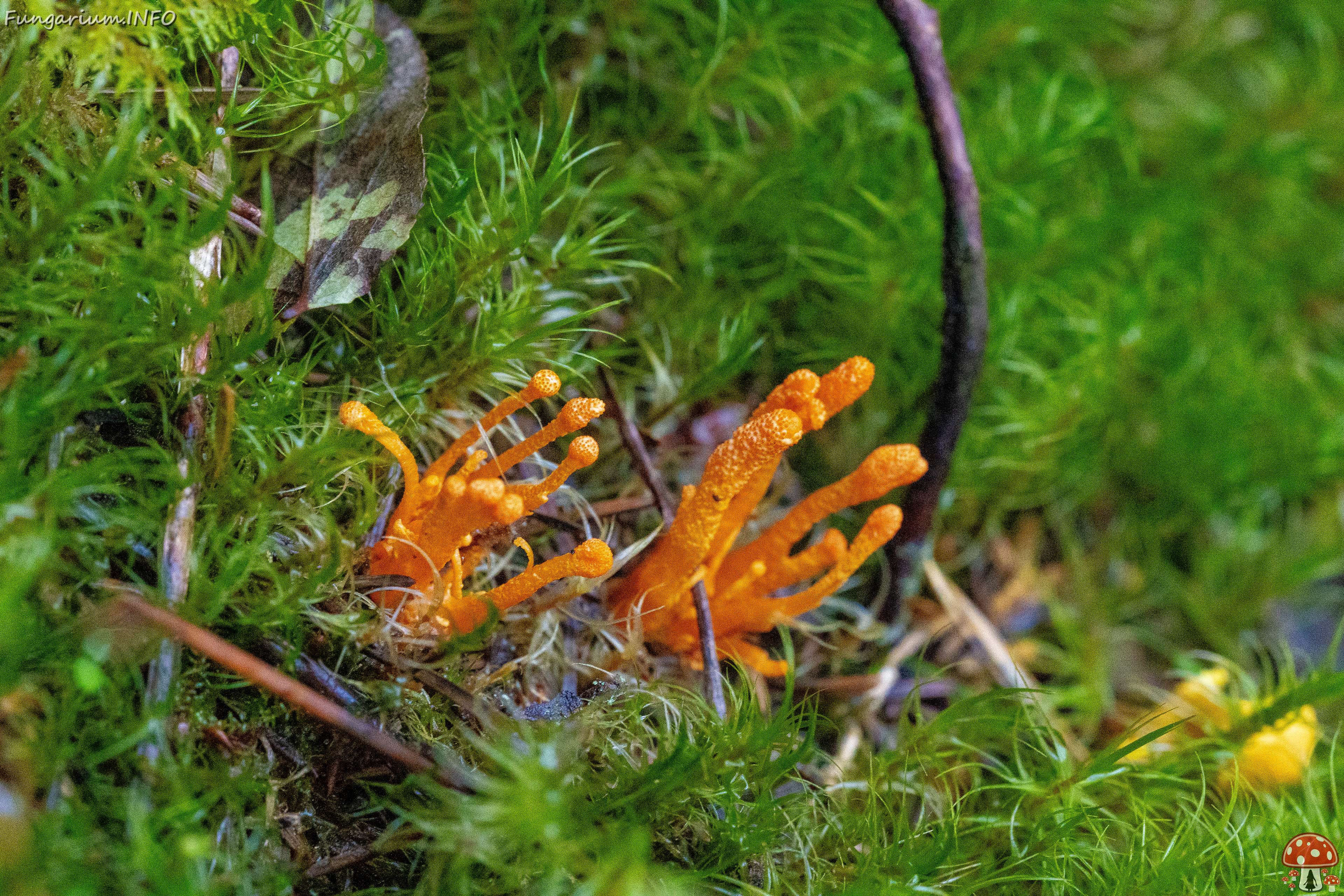 cordyceps-militaris_2023-09-14_1-5 