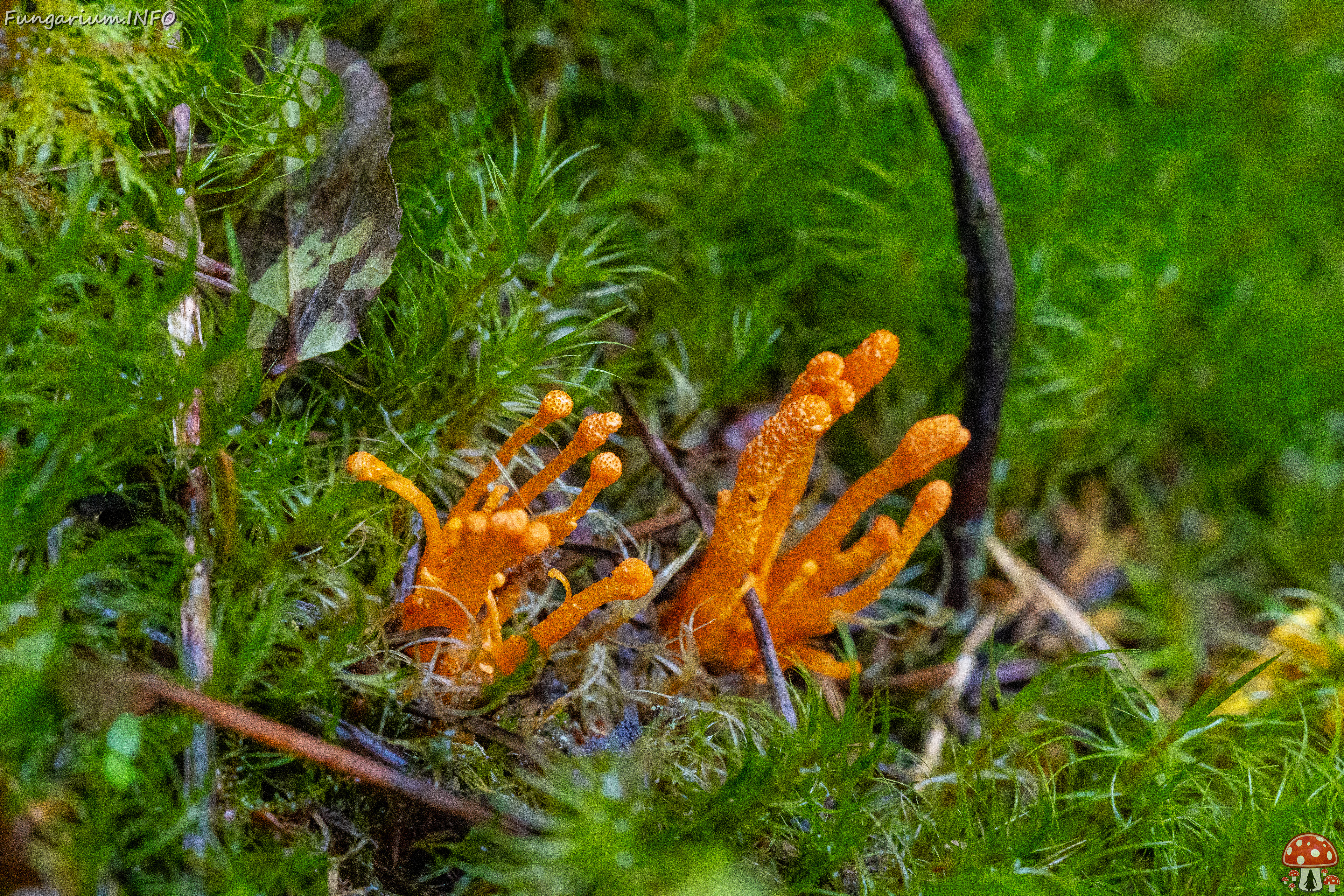 cordyceps-militaris_2023-09-14_1-6 