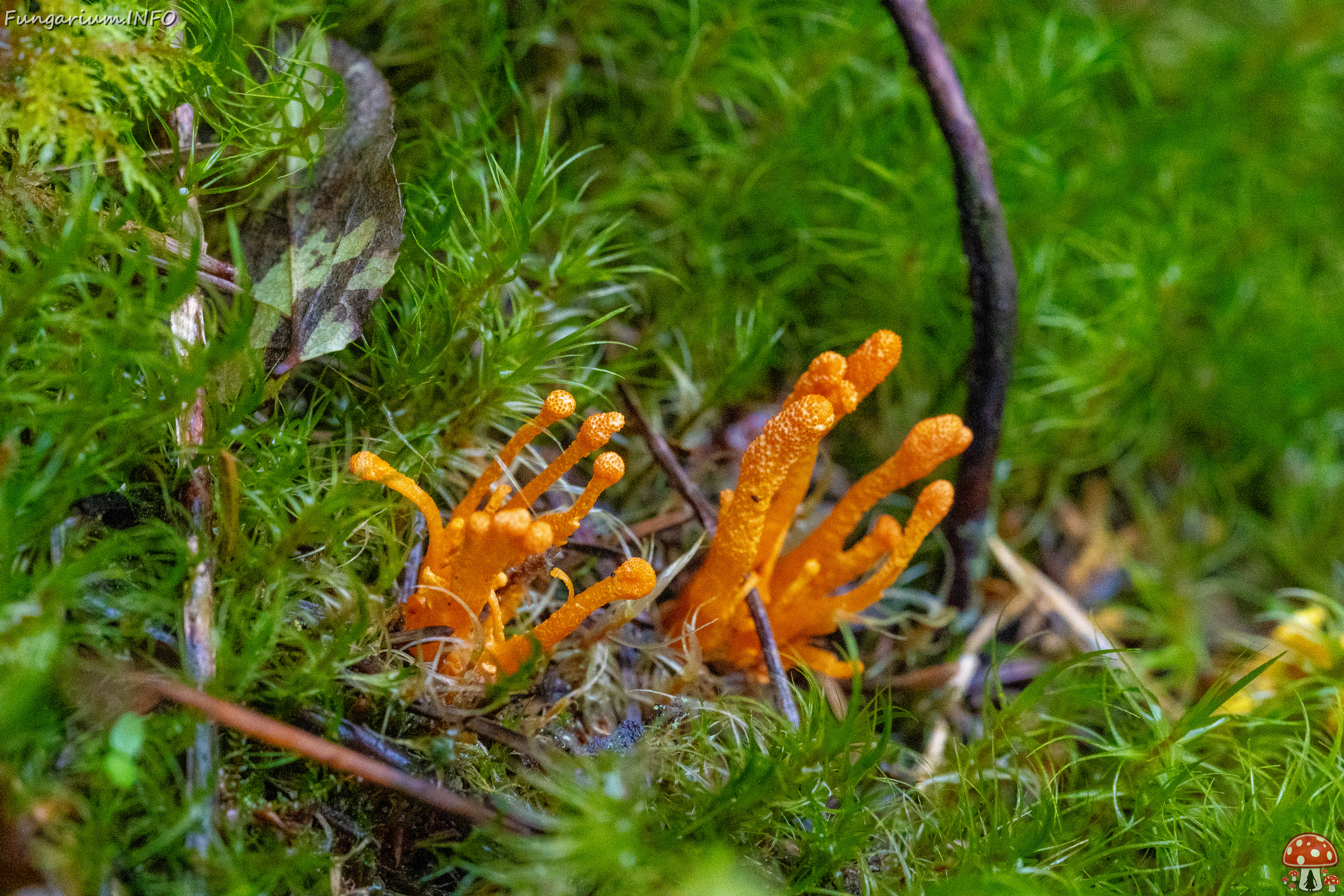 cordyceps-militaris_2023-09-14_1-7 