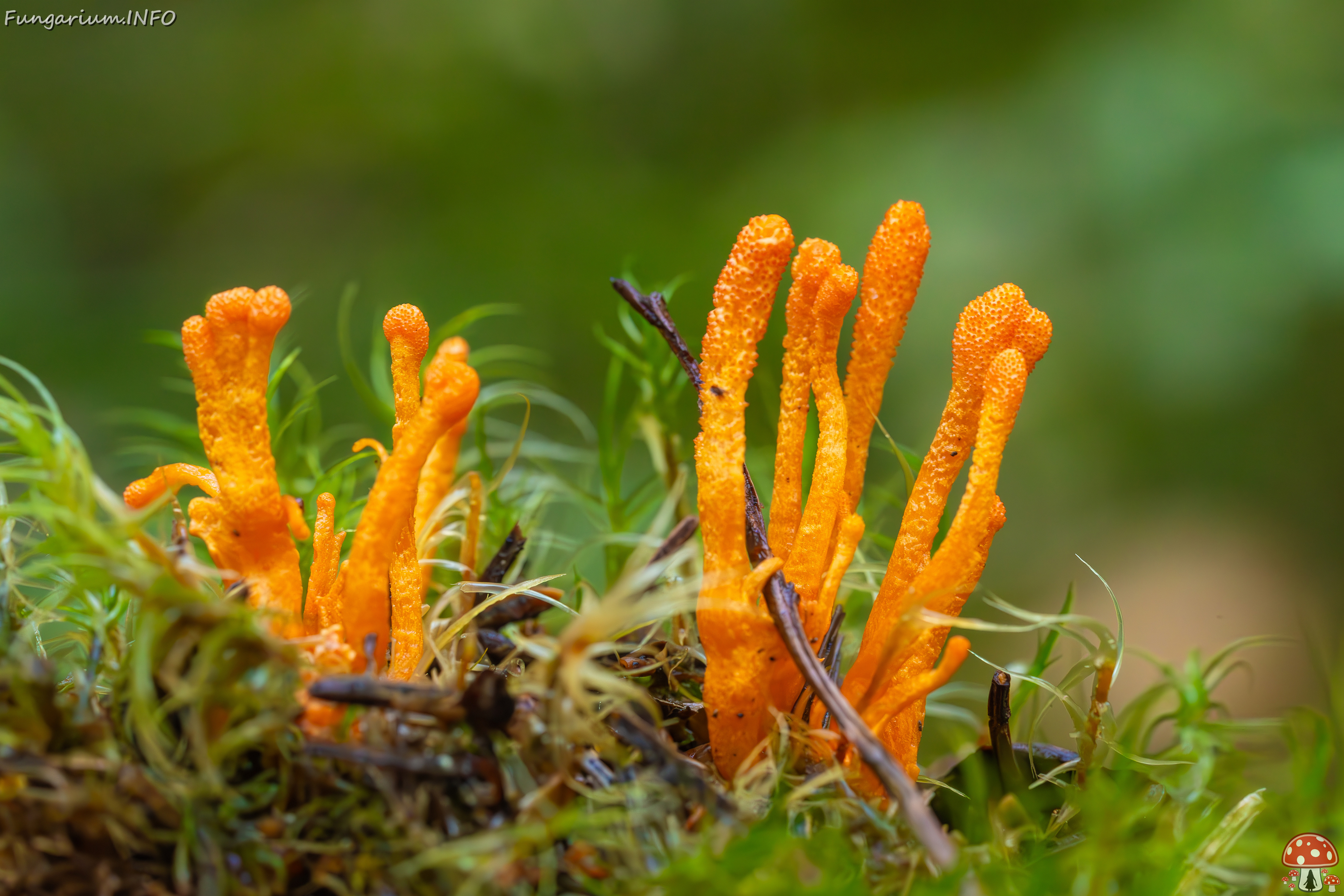 cordyceps-militaris_2023-09-14_1-8 