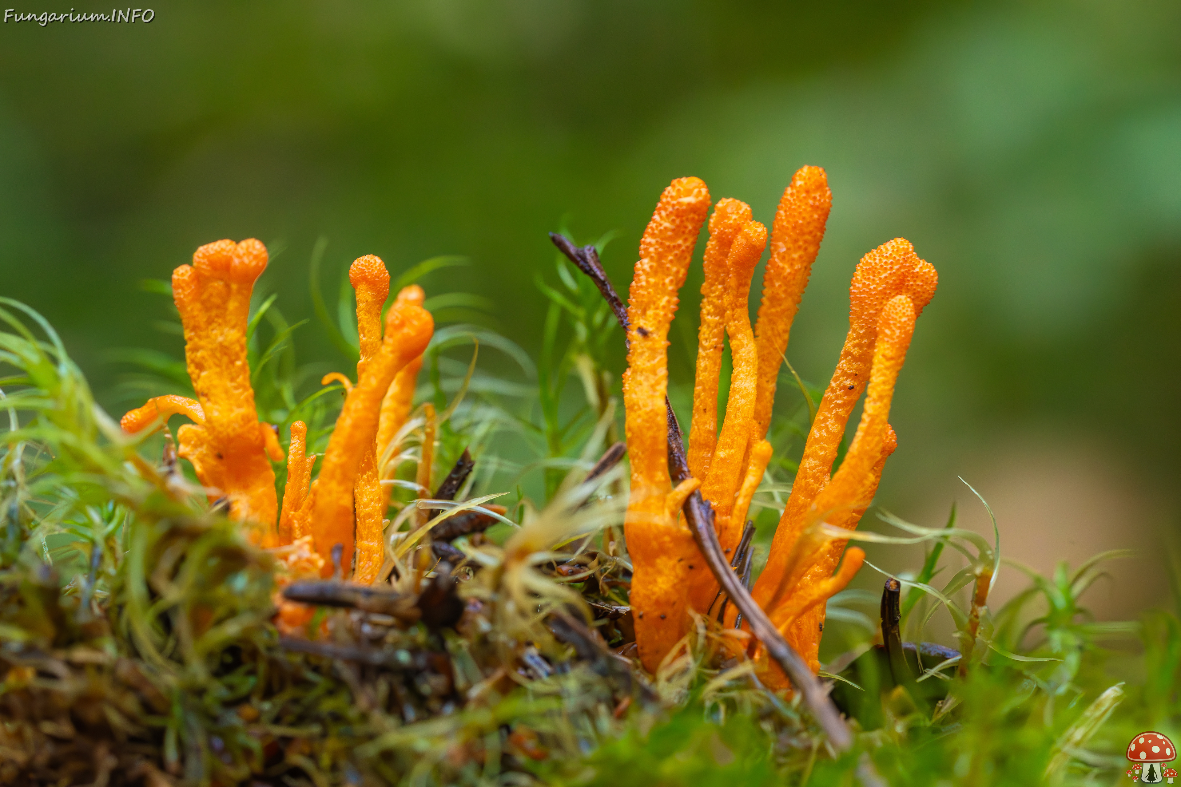 cordyceps-militaris_2023-09-14_1-9 