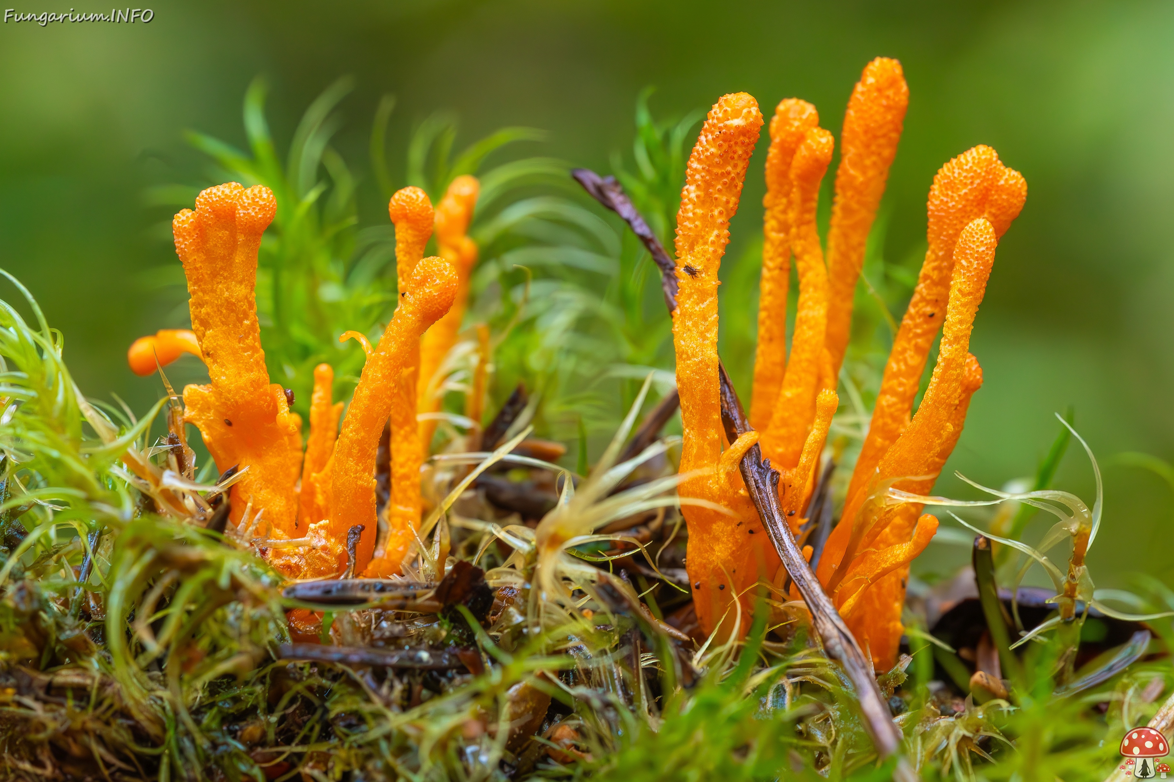 cordyceps-militaris_2023-09-14_1 