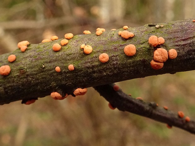 Нектрия ярко-красная - Nectria coccinea