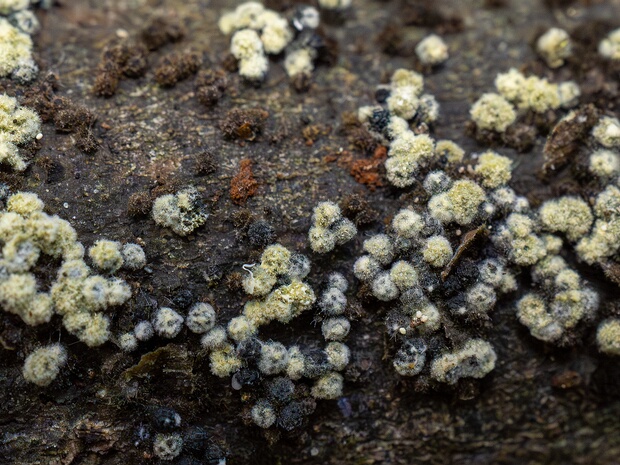 Необария паразитная - Neobarya parasitica
