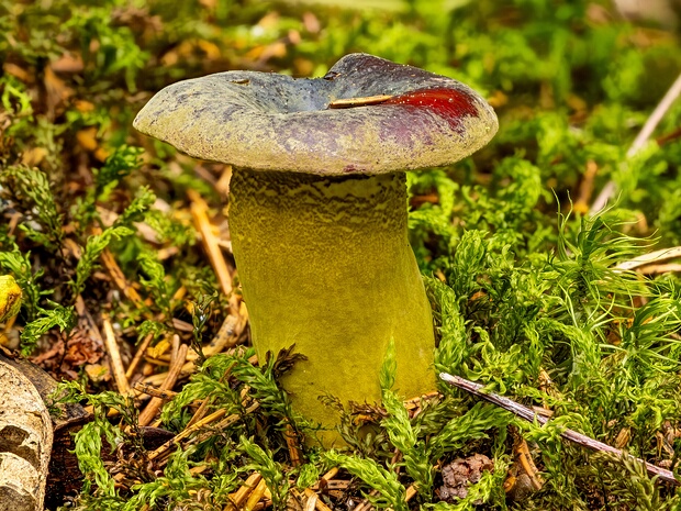 Гипокрейные - Hypocreaceae The Hypocreaceae are a family within the class Sordariomycetes. Species of Hypocreaceae are usually recognized by their...