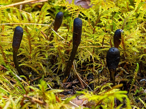 Офиокордицепсовые - Ophiocordycipitaceae Ophiocordycipitaceae is a family of parasitic fungi in the Ascomycota, class Sordariomycetes.