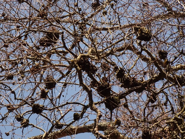 Вальзавые - Valsaceae Diaporthaceae is a family of fungal plant pathogens. Genera: Allantoporthe, Aporhytisma, Clypeoporthella, Diaporthe,...
