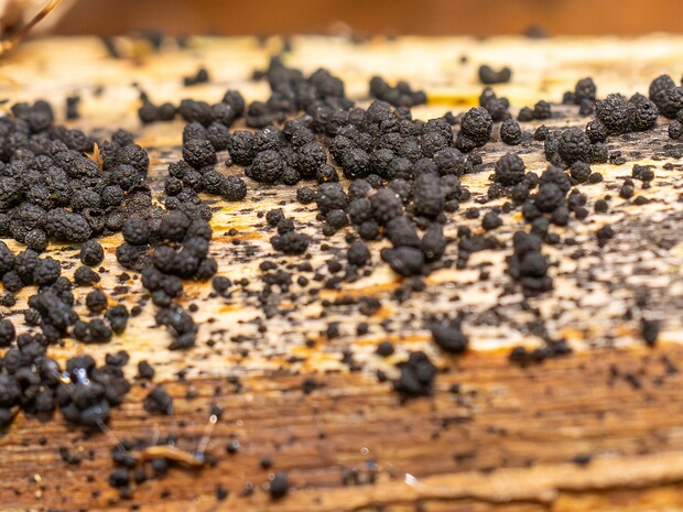 Бертия шелковицевидная - Bertia moriformis