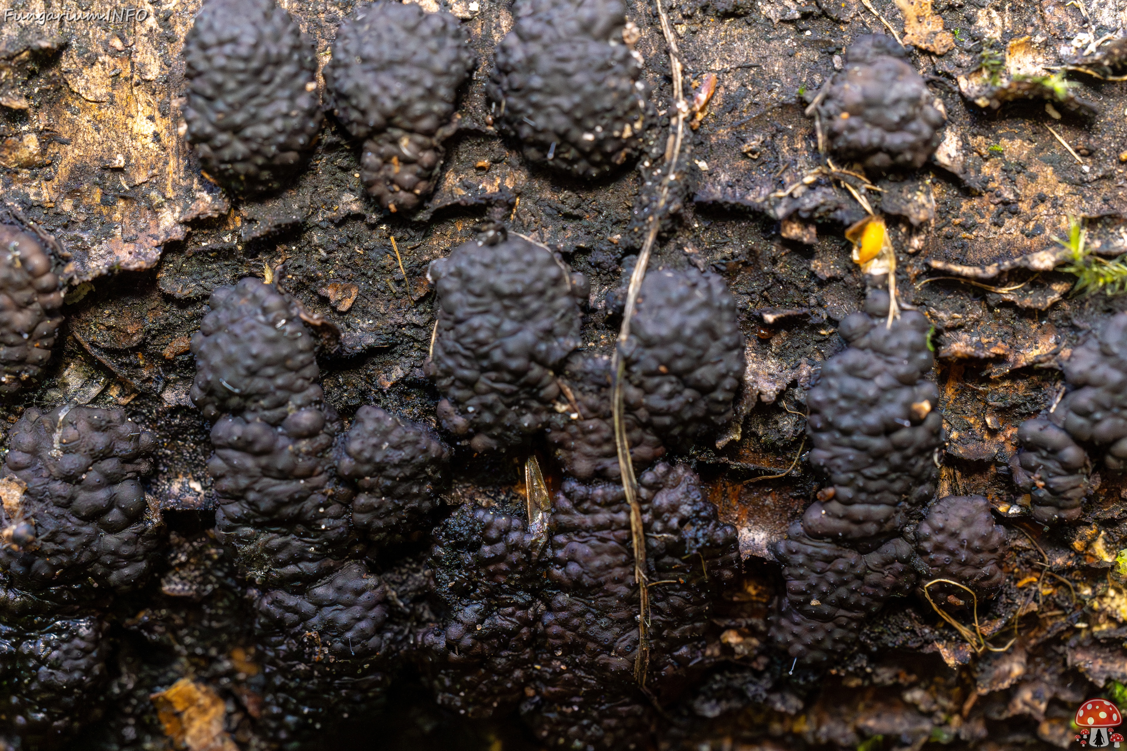 Jackrogersella multiformis _2025-09-27_2-10 