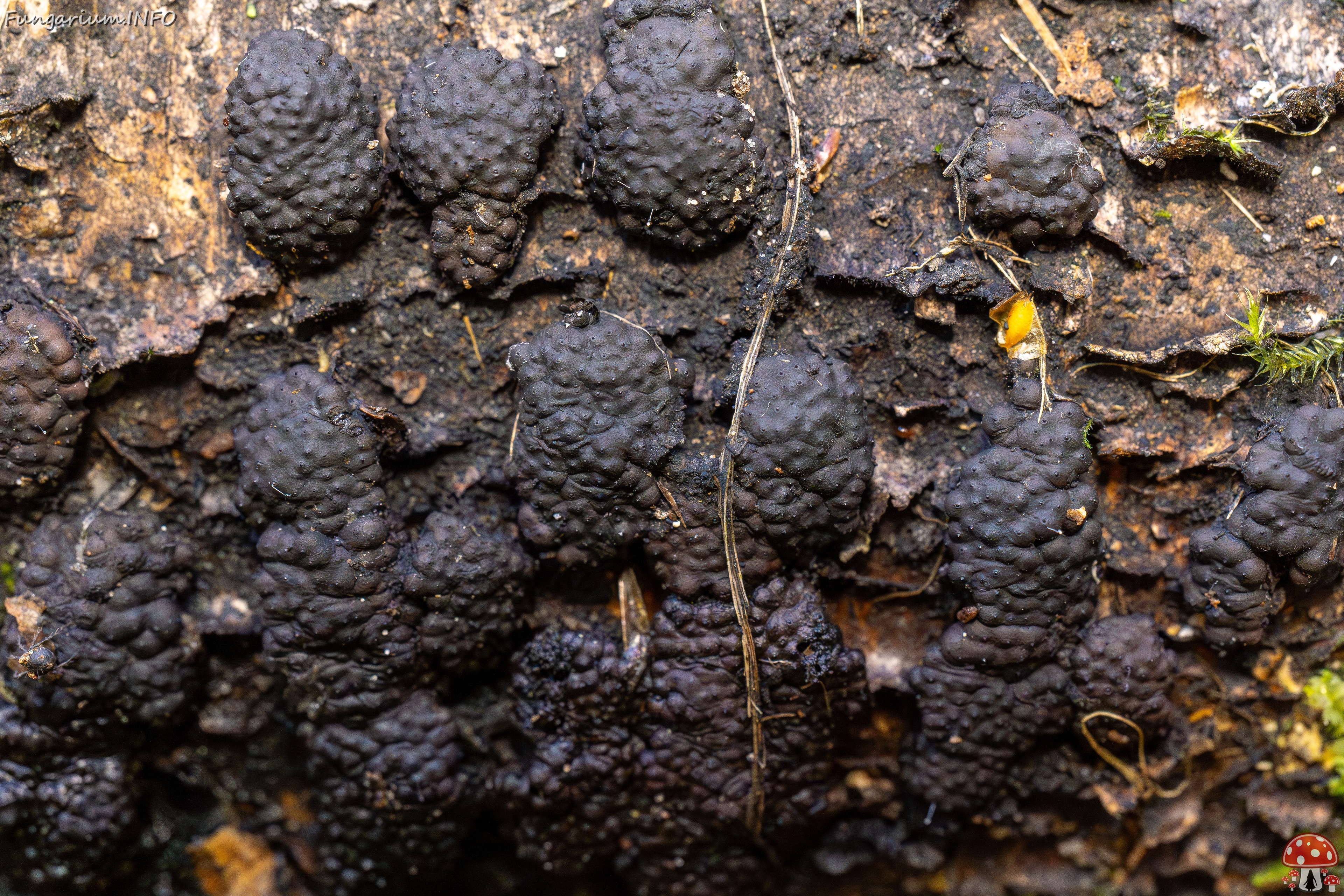 Jackrogersella multiformis _2025-09-27_2-11 