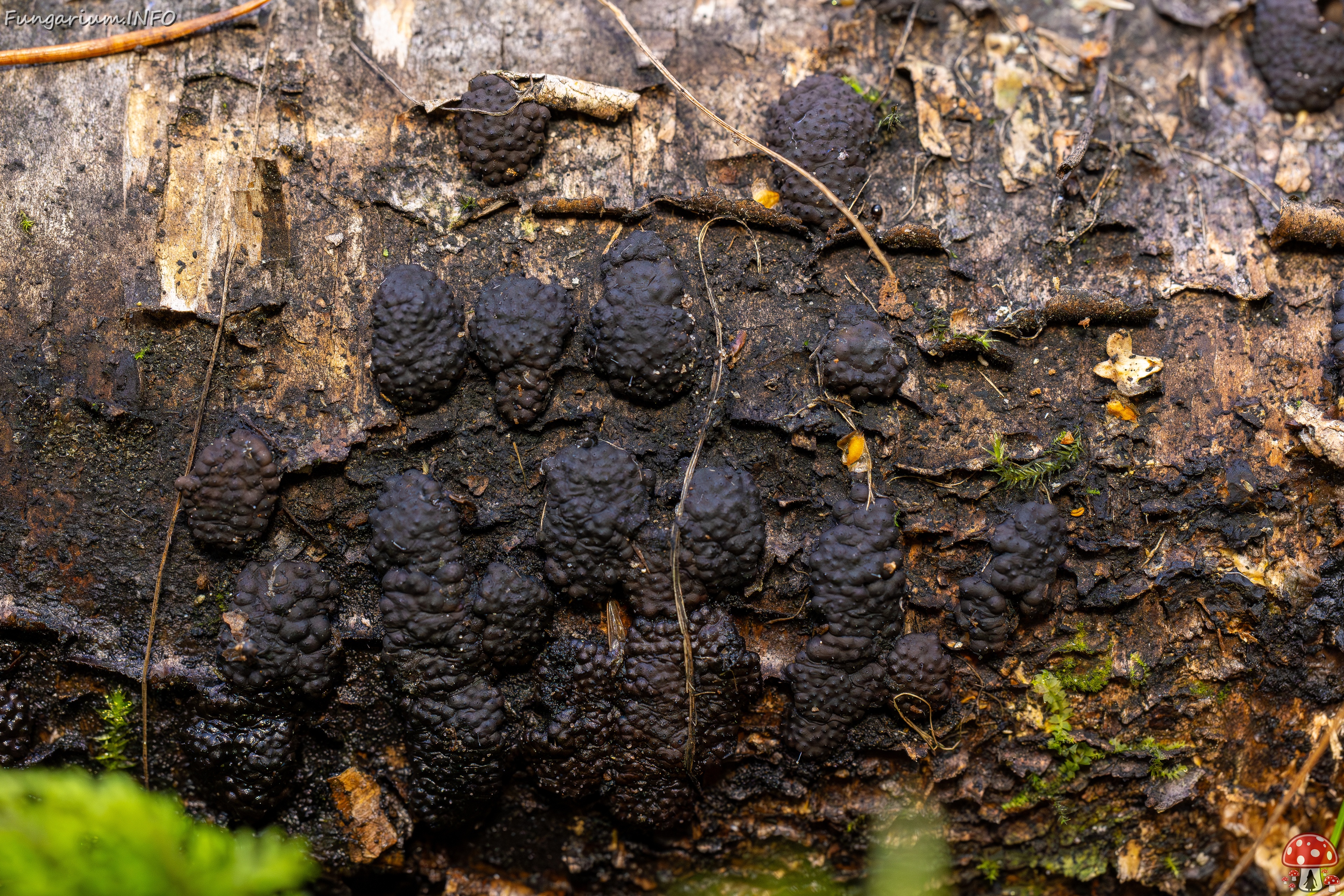 Jackrogersella multiformis _2025-09-27_2-2 