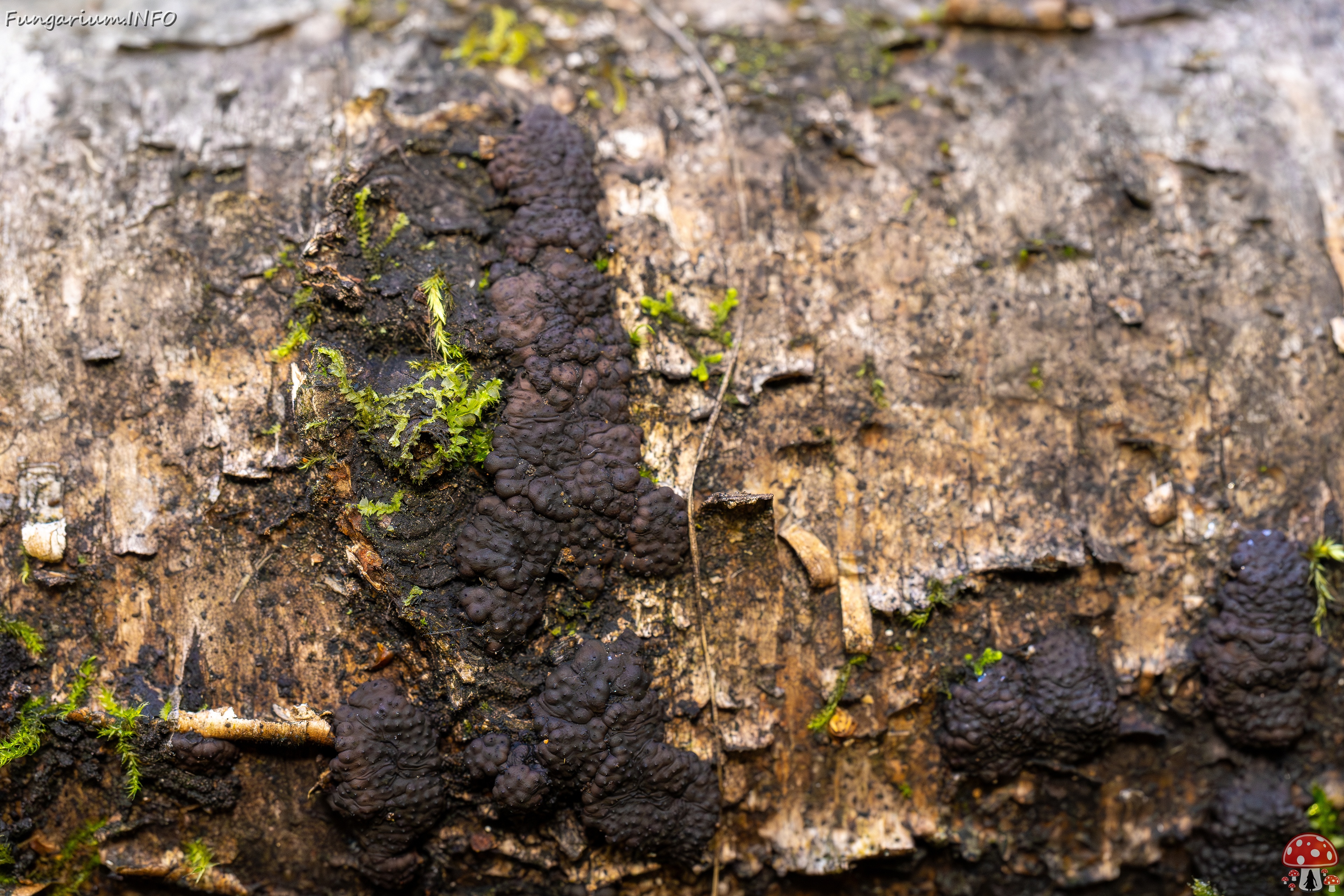 Jackrogersella multiformis _2025-09-27_2-3 