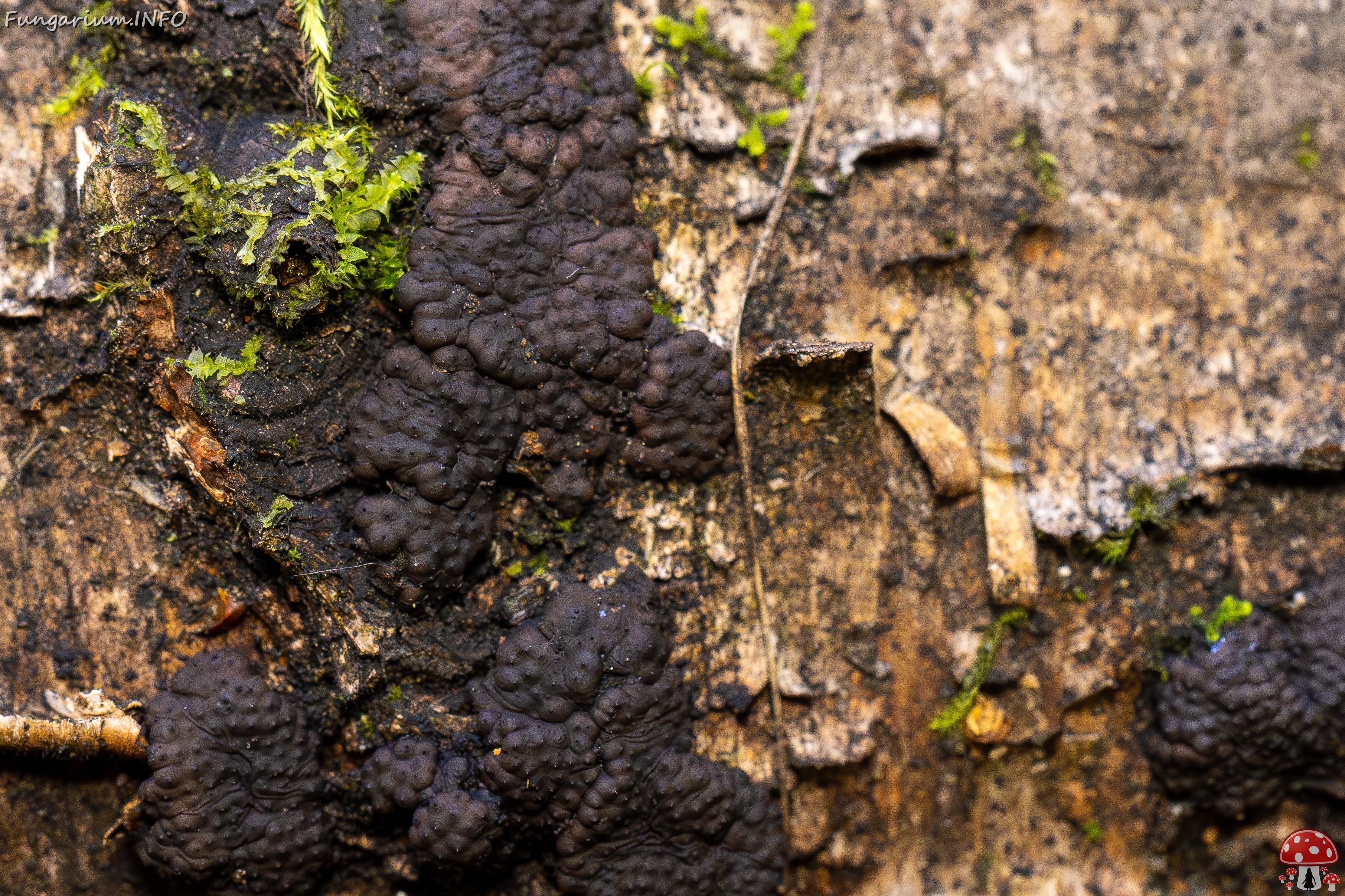 Jackrogersella multiformis _2025-09-27_2-4 