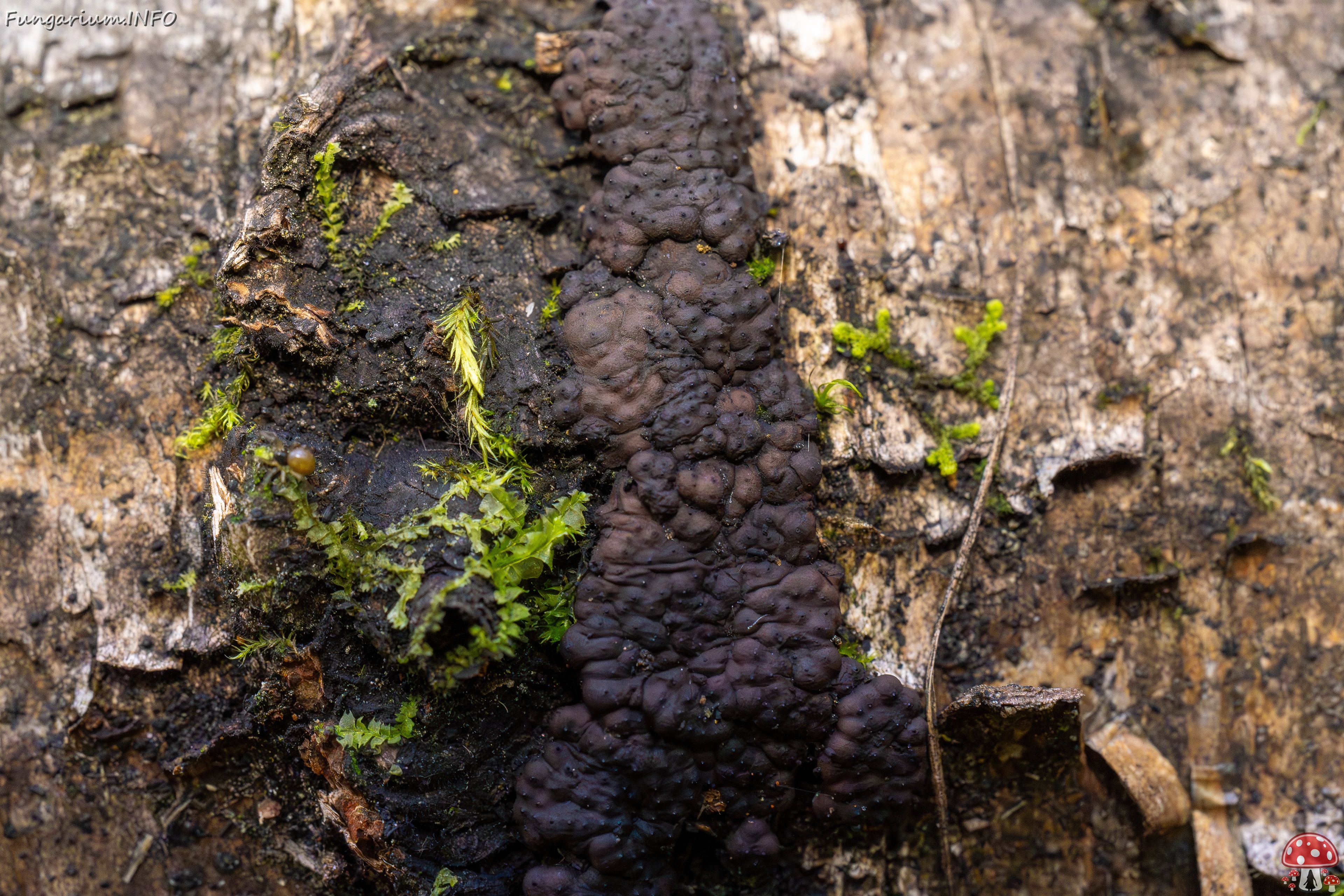 Jackrogersella multiformis _2025-09-27_2-7 