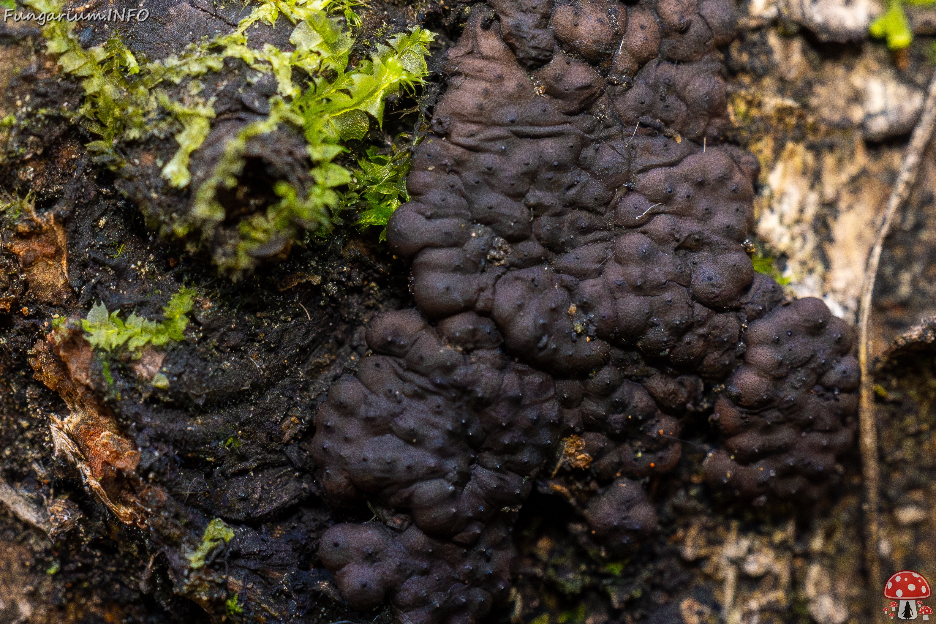 Jackrogersella multiformis _2025-09-27_2-8 