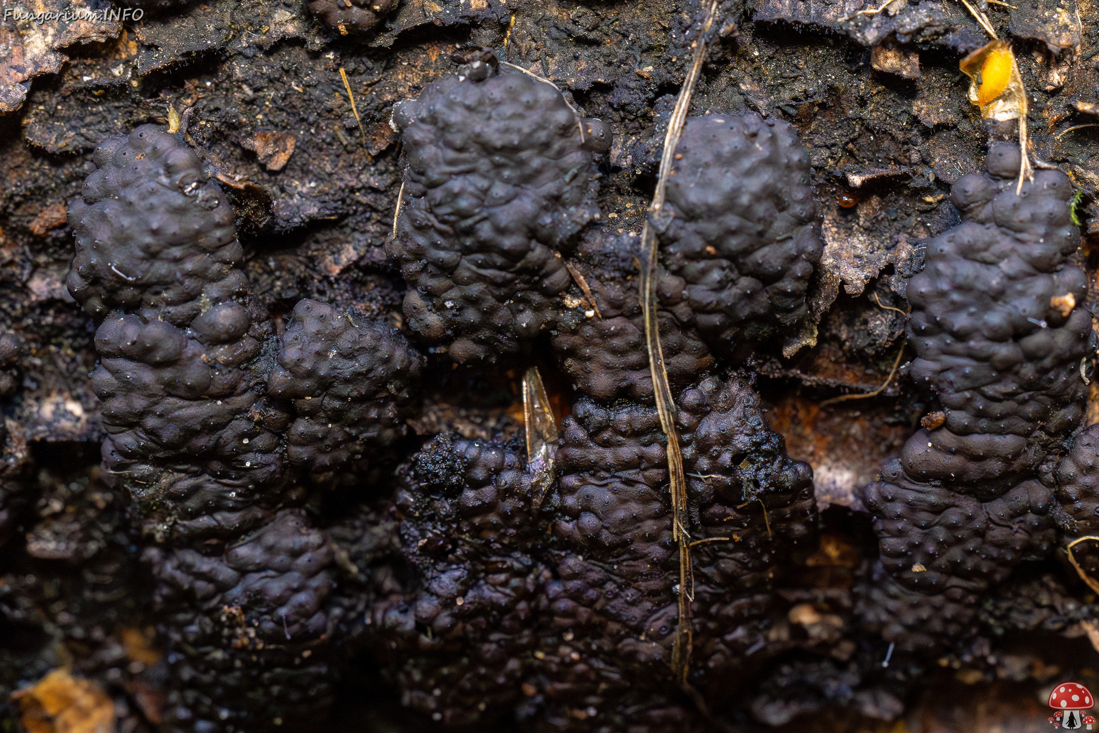 Jackrogersella multiformis _2025-09-27_2-9 
