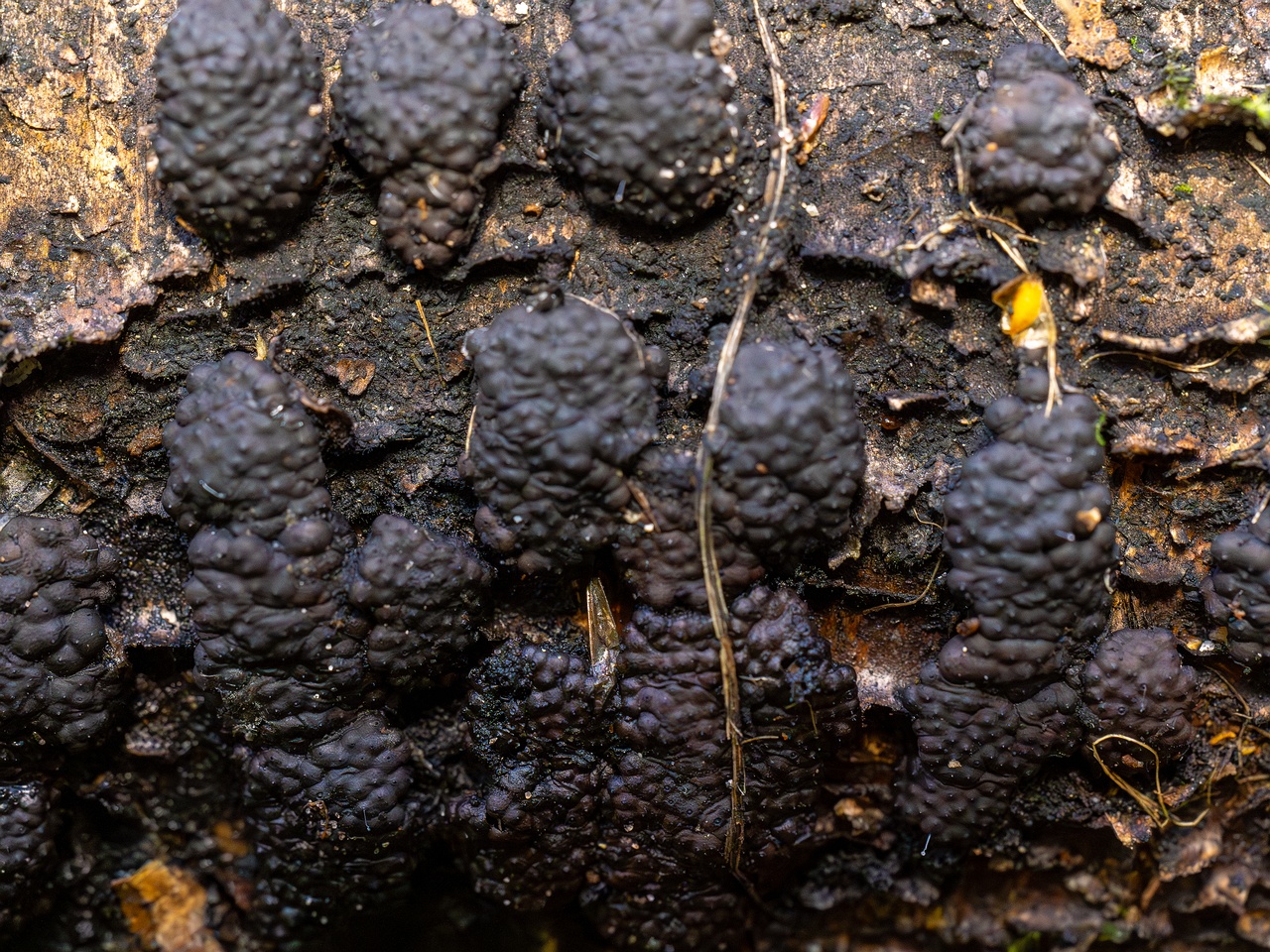 Jackrogersella multiformis _2025-09-27_2-10