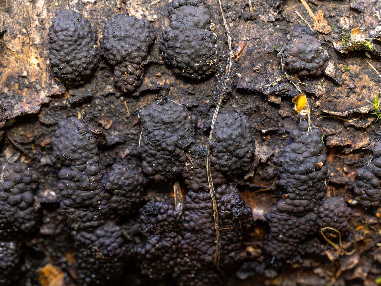 Jackrogersella multiformis _2025-09-27_2-11