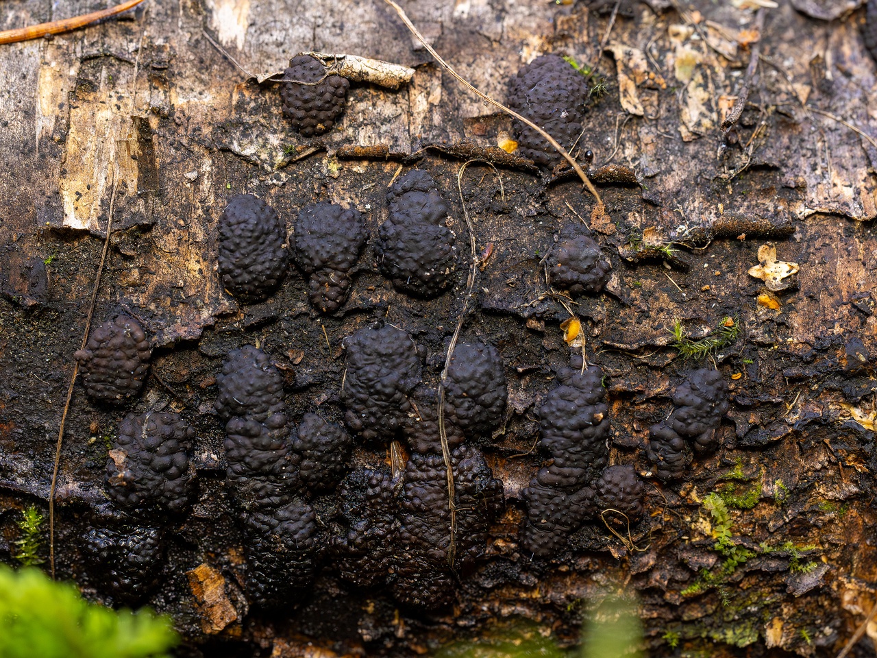 Jackrogersella multiformis _2025-09-27_2-2