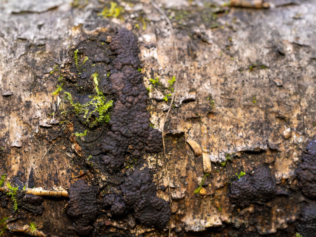 Jackrogersella multiformis _2025-09-27_2-3