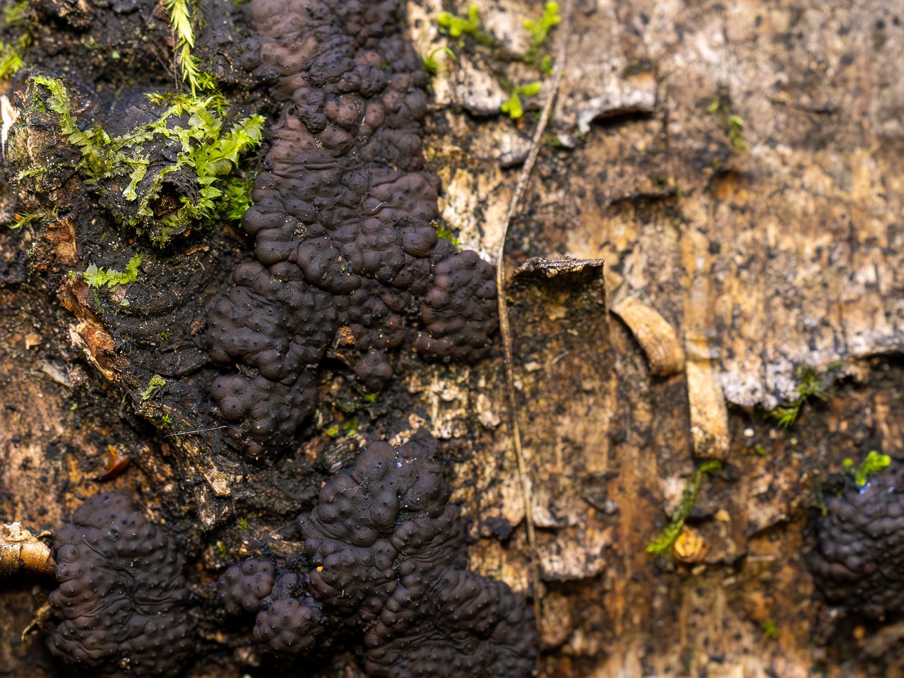 Jackrogersella multiformis _2025-09-27_2-4