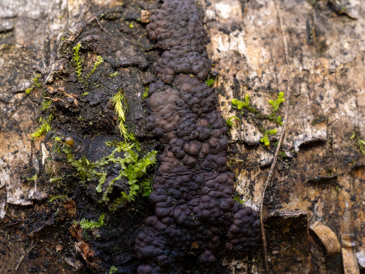 Jackrogersella multiformis _2025-09-27_2-7