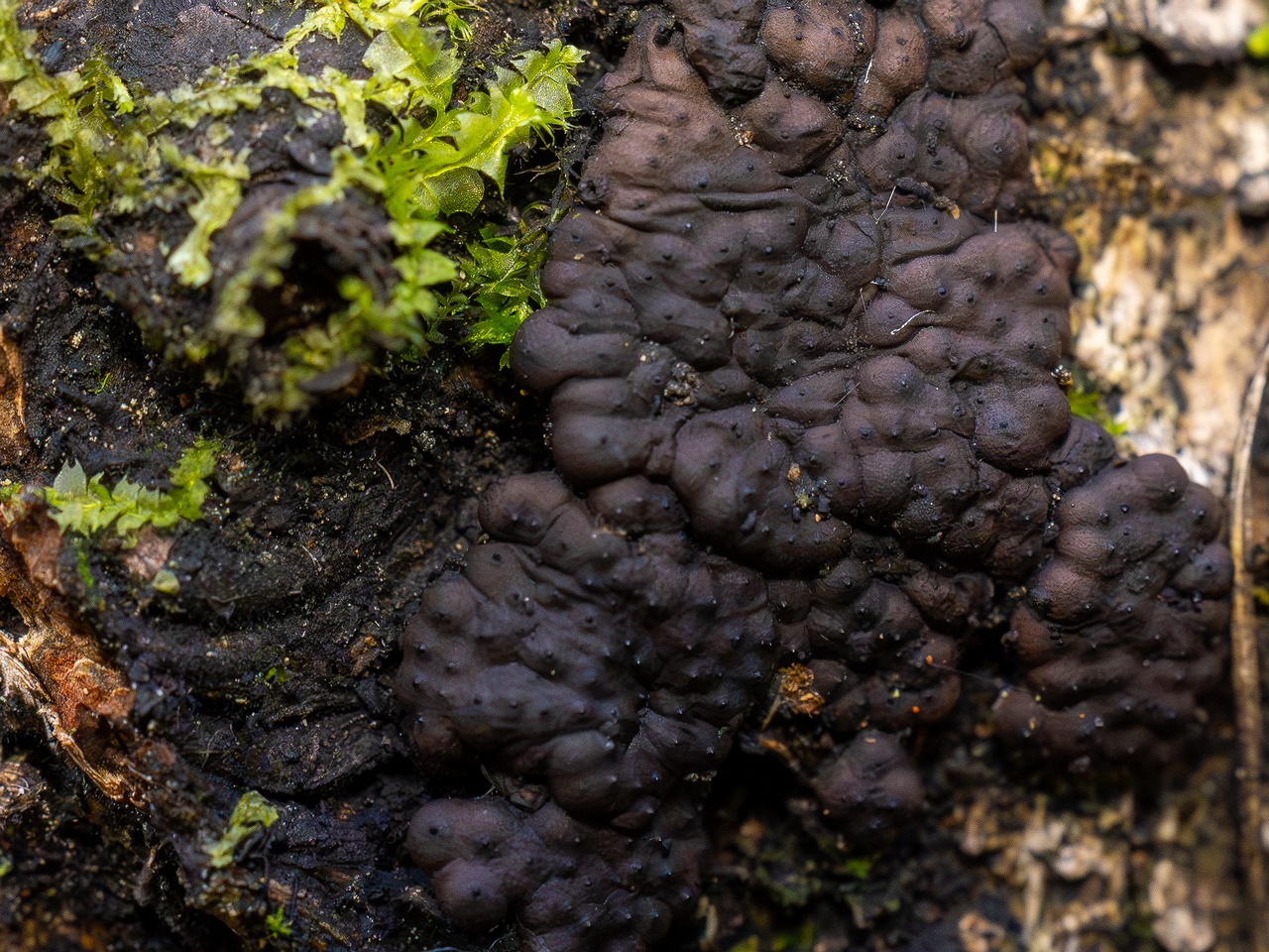 Jackrogersella multiformis _2025-09-27_2-8