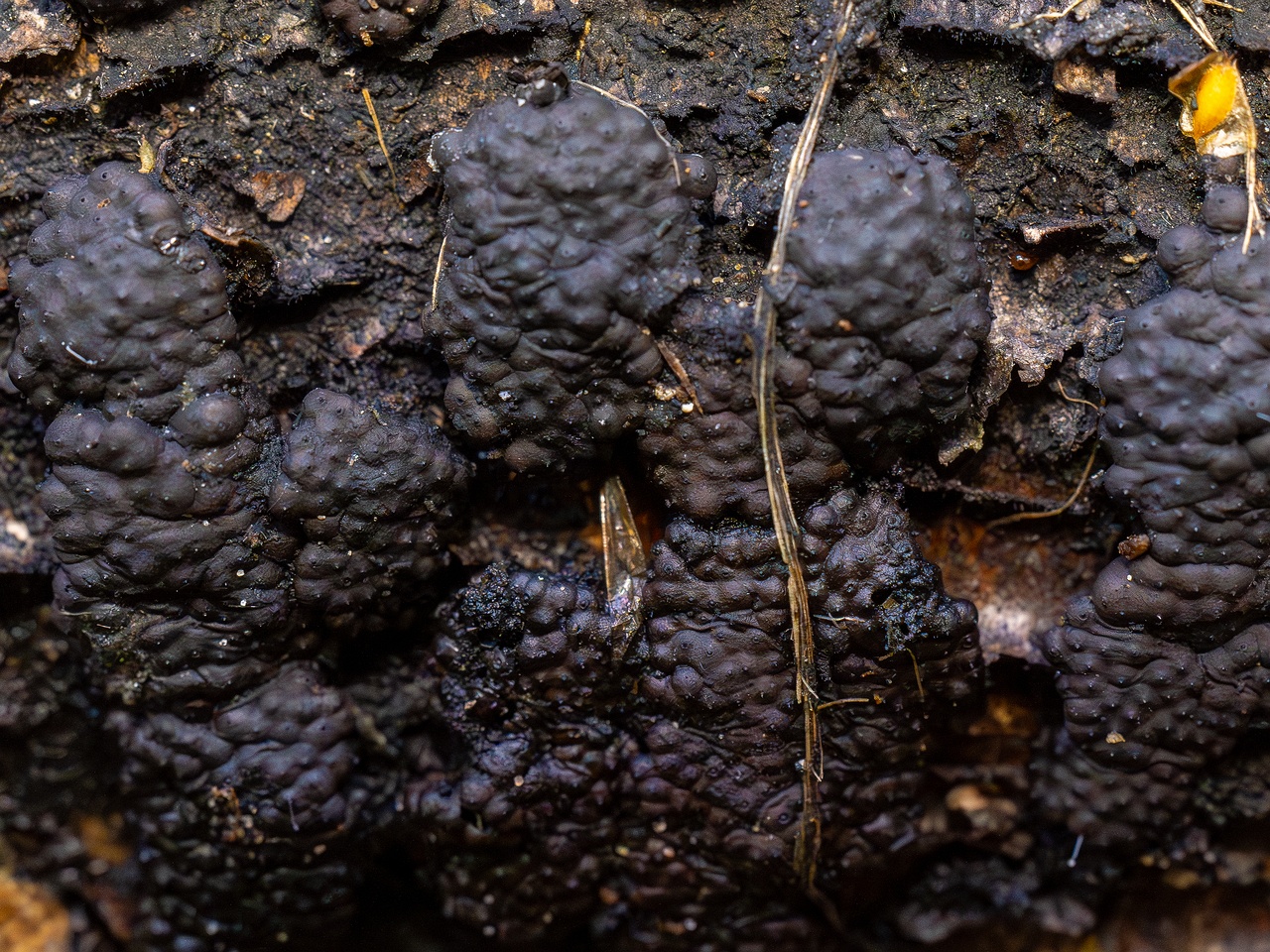 Jackrogersella multiformis _2025-09-27_2-9