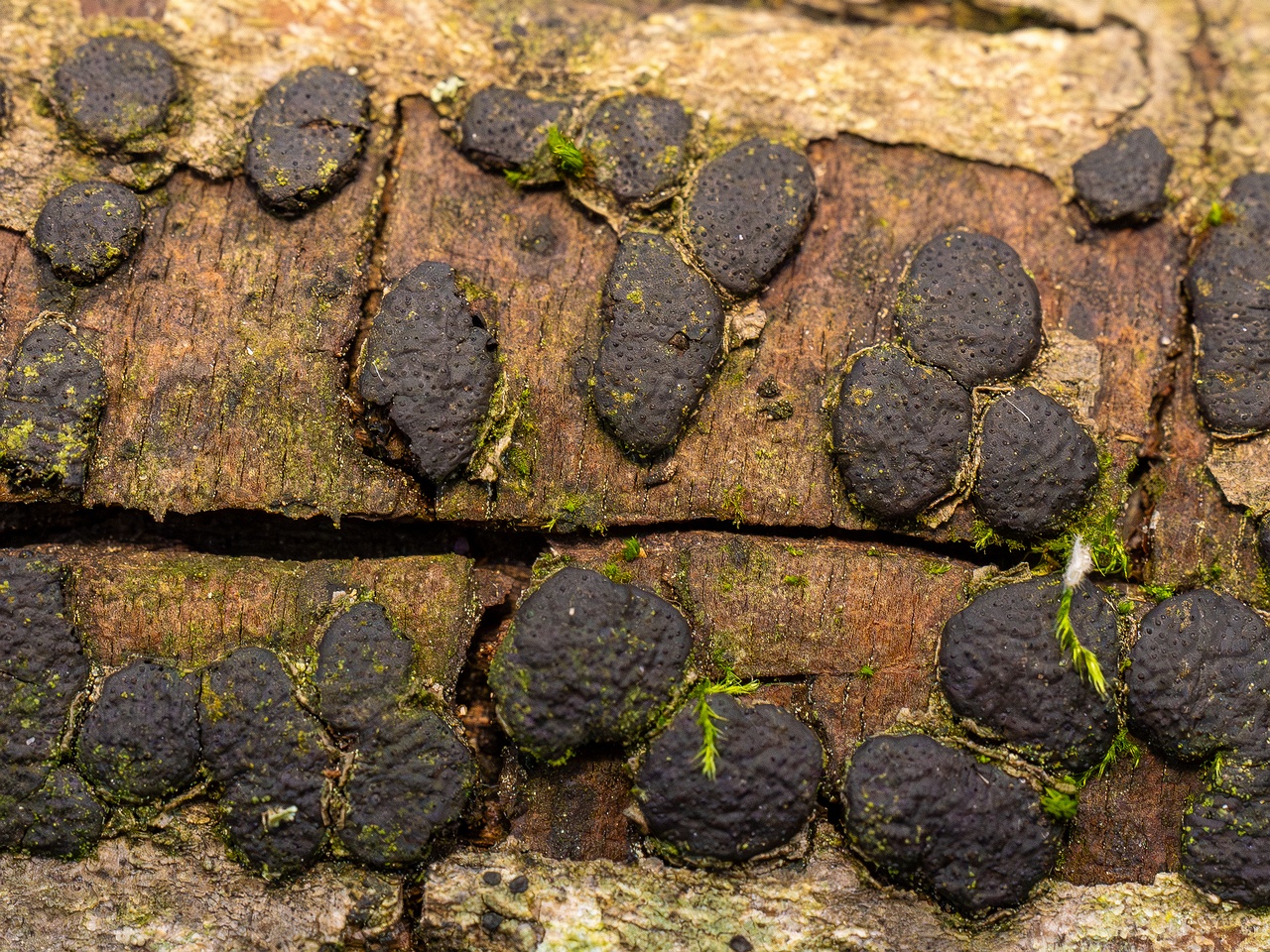 !Diatrype bullata _2025-09-27_1-18