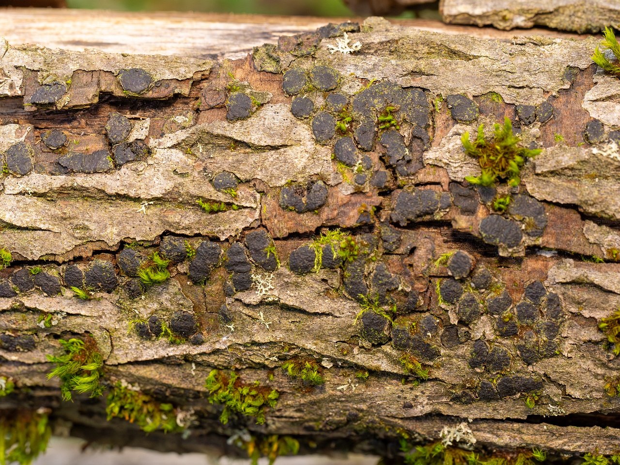 Diatrype bullata _2025-09-27_1-10