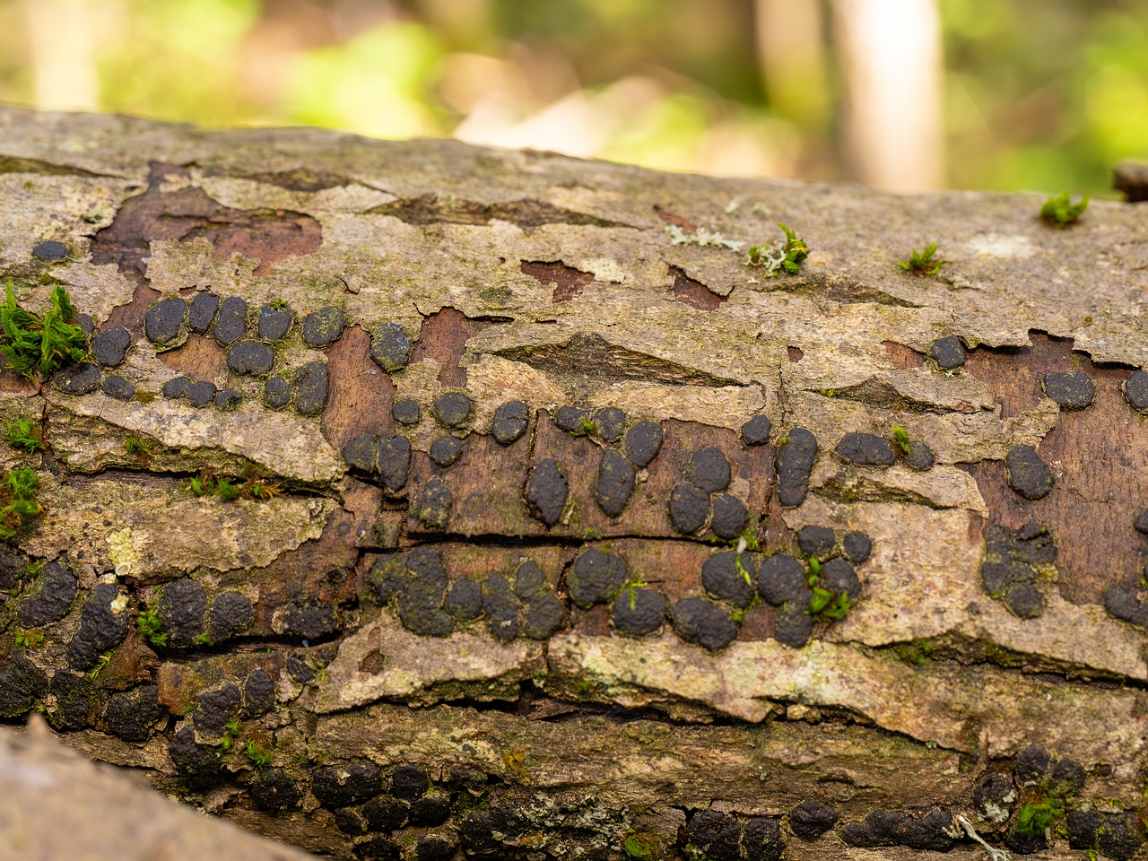 Diatrype bullata _2025-09-27_1-11