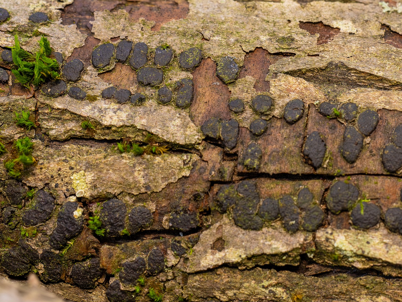 Diatrype bullata _2025-09-27_1-12