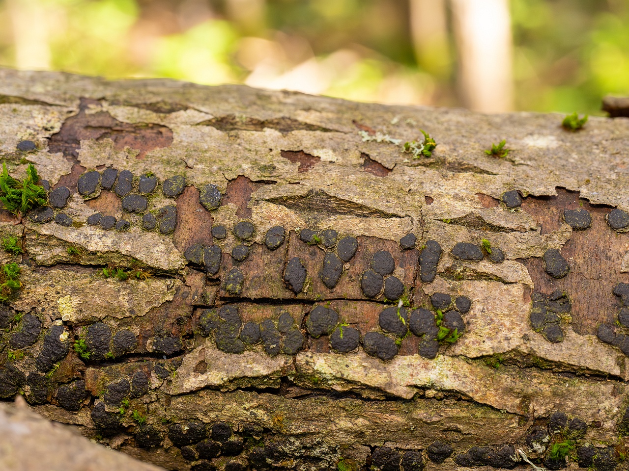 Diatrype bullata _2025-09-27_1-13