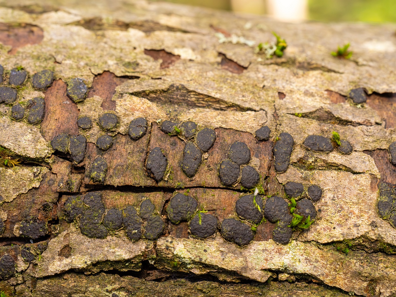 Diatrype bullata _2025-09-27_1-14