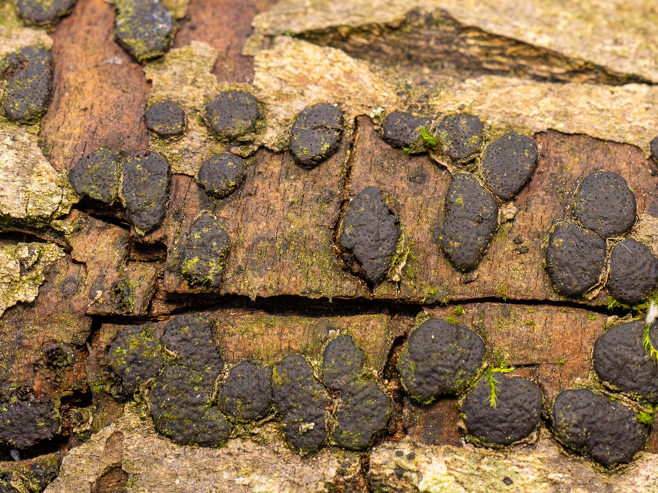 Diatrype bullata _2025-09-27_1-15
