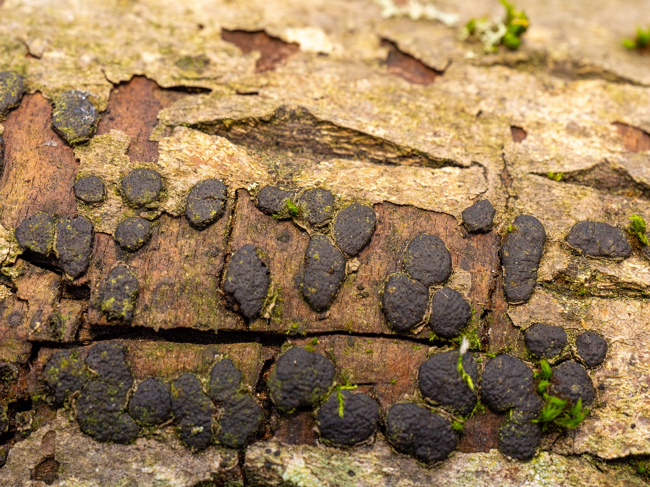 Diatrype bullata _2025-09-27_1-16