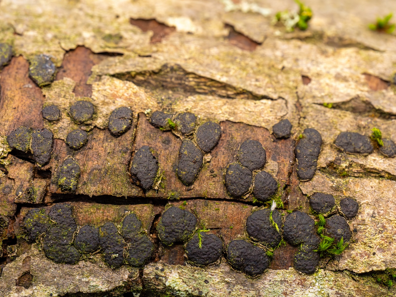 Diatrype bullata _2025-09-27_1-17