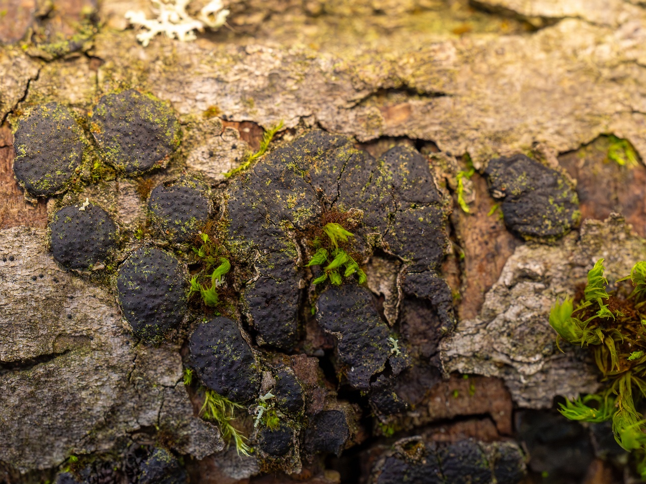 Diatrype bullata _2025-09-27_1-2